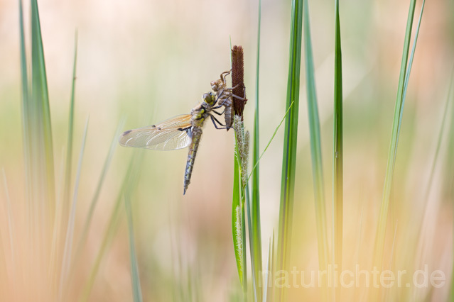 R12363 Vierfleck, Four-Spotted Chaser, Schlupf - Christoph Robiller