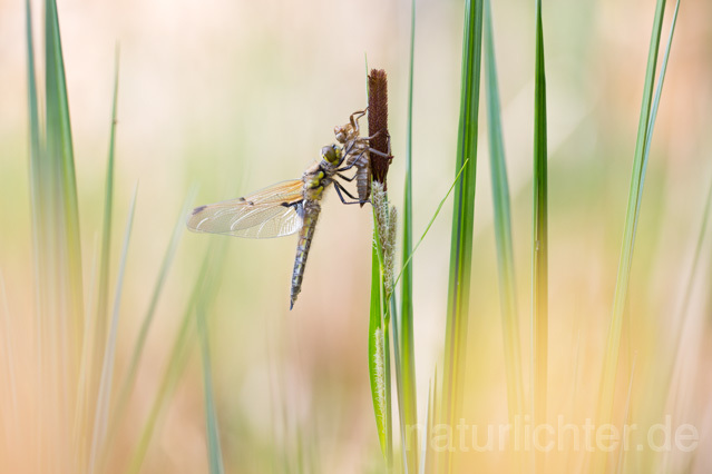 R12364 Vierfleck, Four-Spotted Chaser, Schlupf - Christoph Robiller