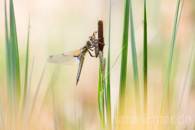 R12365 Vierfleck, Four-Spotted Chaser, Schlupf - Christoph Robiller