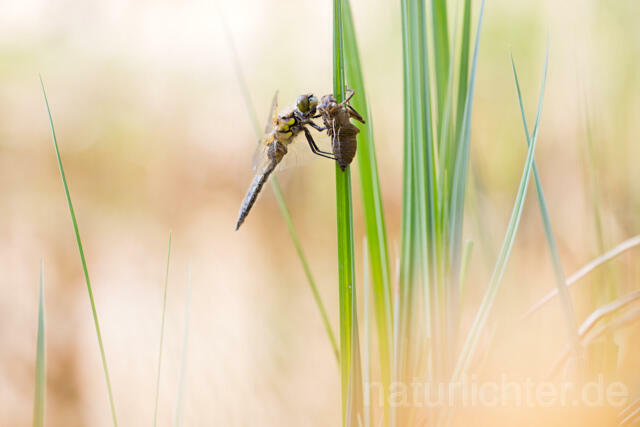 R12367 Vierfleck, Four-Spotted Chaser, Schlupf - Christoph Robiller
