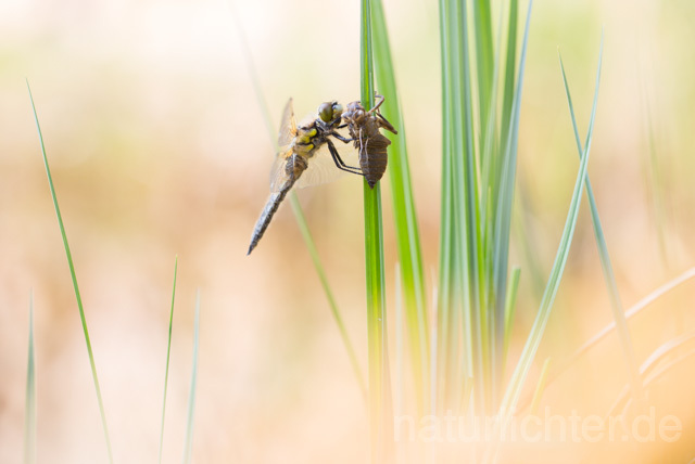 R12368 Vierfleck, Four-Spotted Chaser, Schlupf - Christoph Robiller