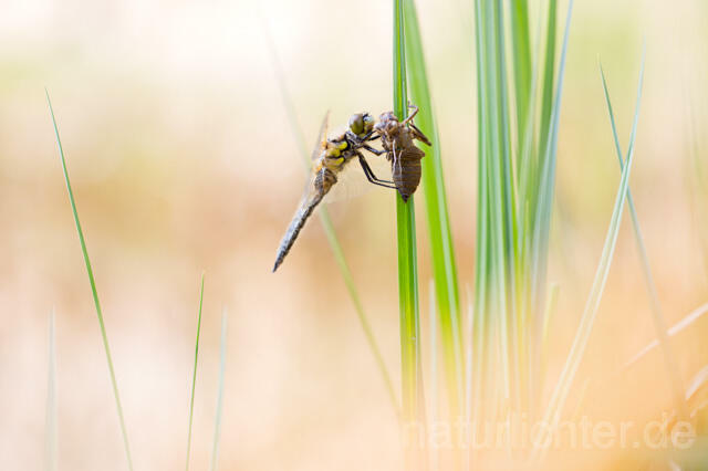 R12369 Vierfleck, Four-Spotted Chaser, Schlupf - Christoph Robiller