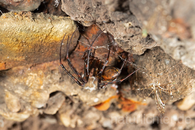 R12851 European cave spider, Große Höhlenspinne, Höhlenkreuzspinne - Christoph Robiller