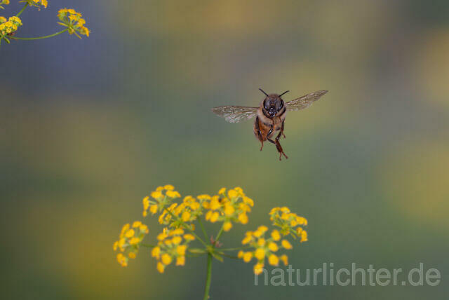R9581 Westliche Honigbiene im Flug, western honey bee flying - Christoph Robiller