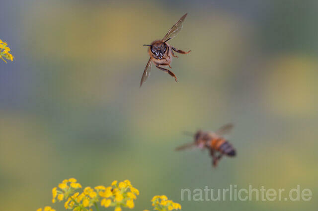 R9582 Westliche Honigbiene im Flug, western honey bee flying - Christoph Robiller