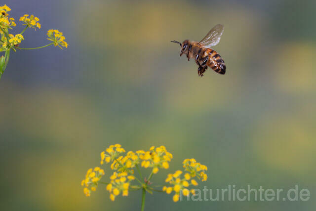 R9583 Westliche Honigbiene im Flug, western honey bee flying - Christoph Robiller