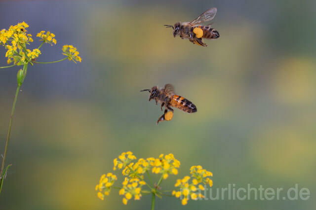 R9585 Westliche Honigbiene im Flug, western honey bee flying - Christoph Robiller