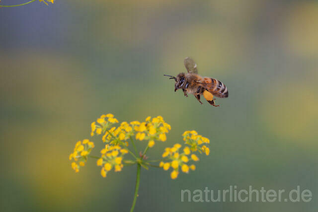 R9586 Westliche Honigbiene im Flug, western honey bee flying - Christoph Robiller