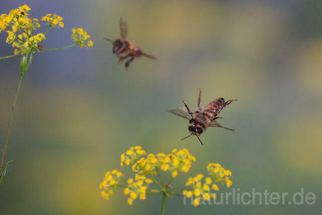 R9587 Westliche Honigbiene im Flug, western honey bee flying - Christoph Robiller