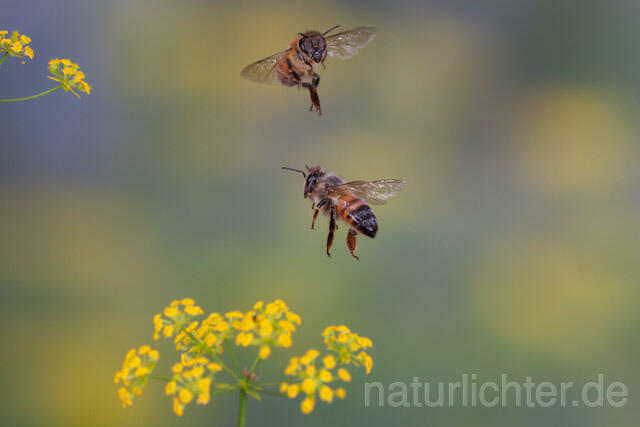 R9588 Westliche Honigbiene im Flug, western honey bee flying - Christoph Robiller