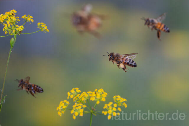 R9589 Westliche Honigbiene im Flug, western honey bee flying - Christoph Robiller