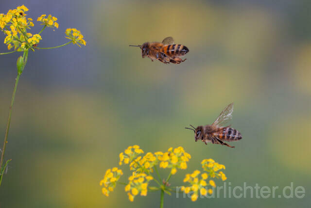 R9590 Westliche Honigbiene im Flug, western honey bee flying - Christoph Robiller