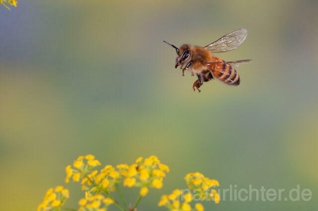 R9591 Westliche Honigbiene im Flug, western honey bee flying - Christoph Robiller