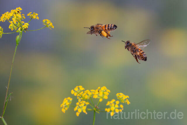R9592 Westliche Honigbiene im Flug, western honey bee flying - Christoph Robiller