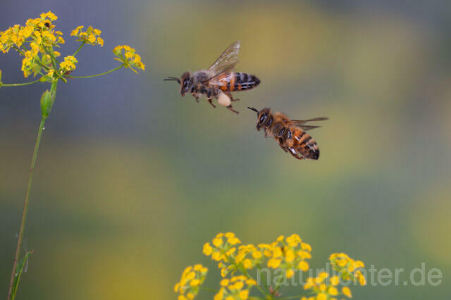 R9593 Westliche Honigbiene im Flug, western honey bee flying - Christoph Robiller