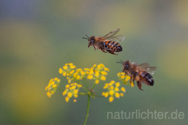 R9594 Westliche Honigbiene im Flug, western honey bee flying - Christoph Robiller
