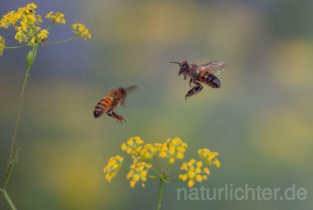 R9595 Westliche Honigbiene im Flug, western honey bee flying - Christoph Robiller