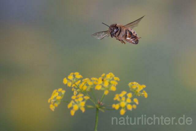 R9596 Westliche Honigbiene im Flug, western honey bee flying - Christoph Robiller