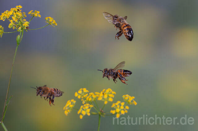 R9598 Westliche Honigbiene im Flug, western honey bee flying - Christoph Robiller