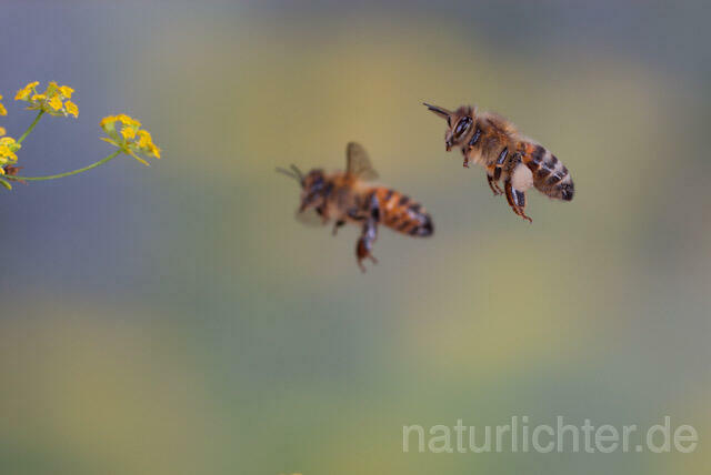 R9600 Westliche Honigbiene im Flug, western honey bee flying - Christoph Robiller