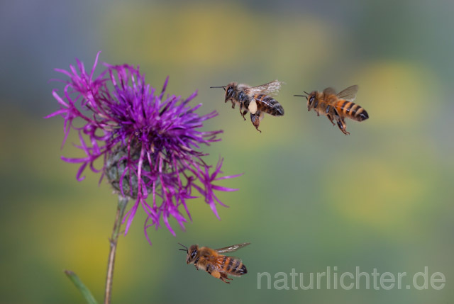 R9601 Westliche Honigbiene im Flug, western honey bee flying - Christoph Robiller