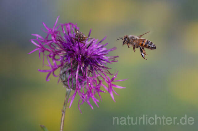 R9602 Westliche Honigbiene im Flug, western honey bee flying - Christoph Robiller