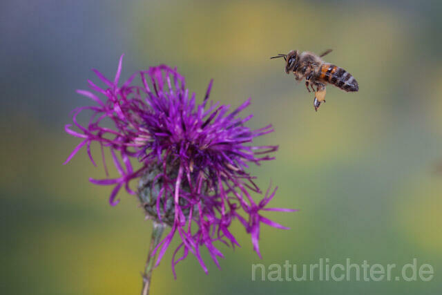 R9603 Westliche Honigbiene im Flug, western honey bee flying - Christoph Robiller