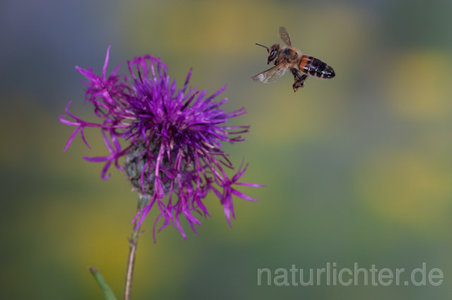 R9604 Westliche Honigbiene im Flug, western honey bee flying - Christoph Robiller