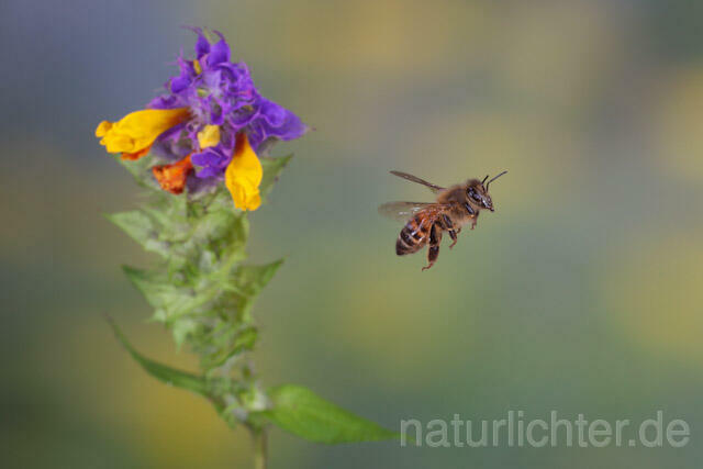 R9605 Westliche Honigbiene im Flug, western honey bee flying - Christoph Robiller