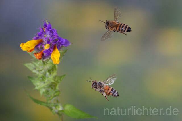 R9606 Westliche Honigbiene im Flug, western honey bee flying - Christoph Robiller