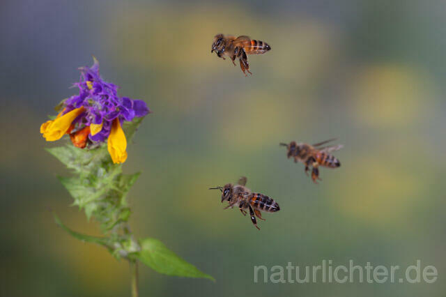 R9607 Westliche Honigbiene im Flug, western honey bee flying - Christoph Robiller