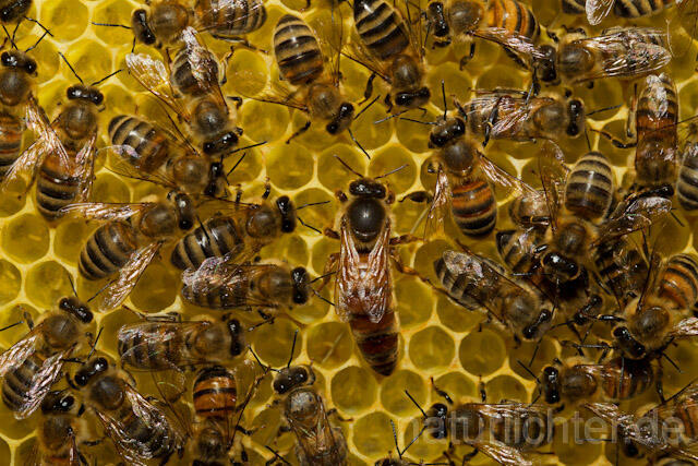 R9609 Königin auf Bienenwabe, queen at Honeycomb - Christoph Robiller