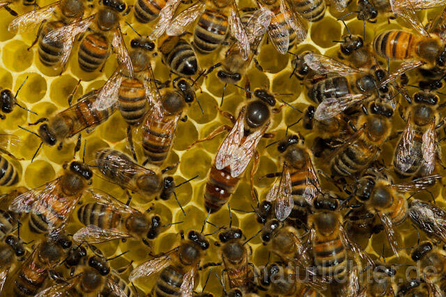 R9610 Königin auf Bienenwabe, queen at Honeycomb - Christoph Robiller
