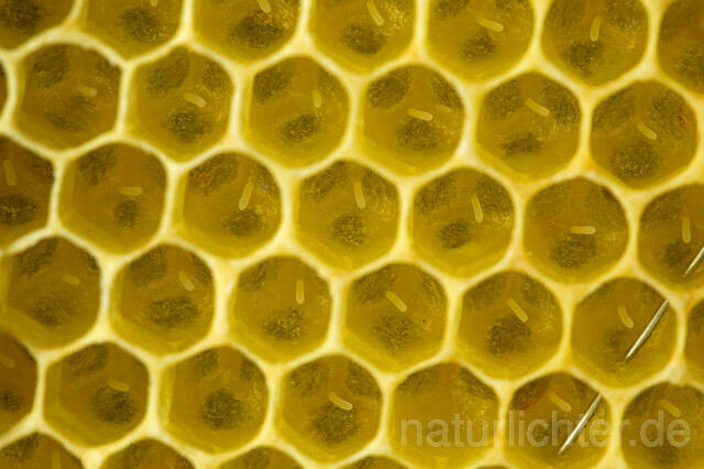 R9611 Bienenwabe mit Eiern, Honeycomb with eggs - Christoph Robiller