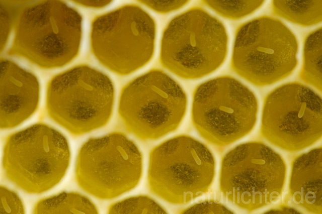R9612 Bienenwabe mit Eiern, Honeycomb with eggs - Christoph Robiller