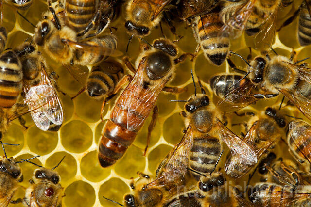 R9613 Königin auf Bienenwabe, queen at Honeycomb - Christoph Robiller