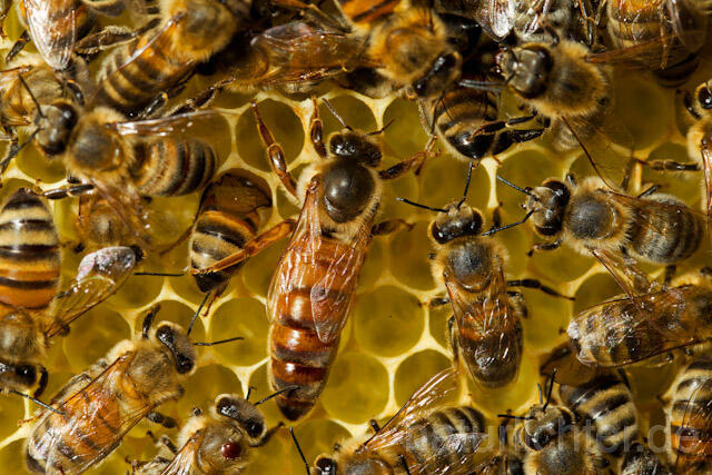 R9614 Königin auf Bienenwabe, queen at Honeycomb - Christoph Robiller