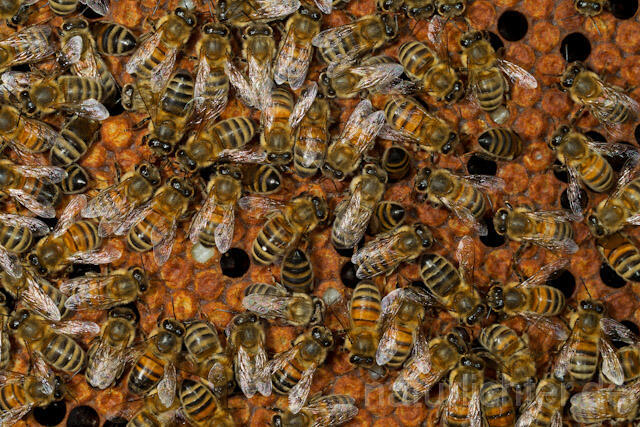R9615 Westliche Honigbienen auf Wabe, western honey bee at Honeycomb - Christoph Robiller