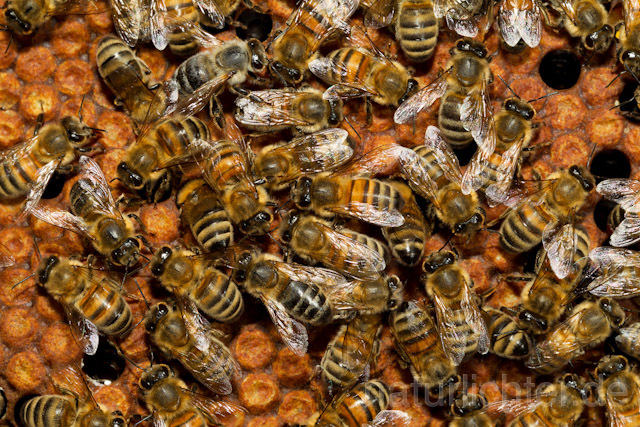 R9616 Westliche Honigbienen auf Wabe, western honey bee at Honeycomb - Christoph Robiller