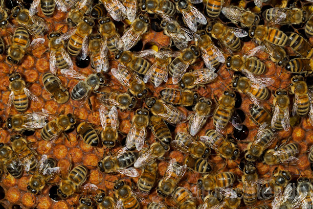 R9617 Westliche Honigbienen auf Wabe, western honey bee at Honeycomb - Christoph Robiller