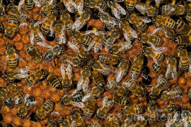 R9617 Westliche Honigbienen auf Wabe, western honey bee at Honeycomb - Christoph Robiller