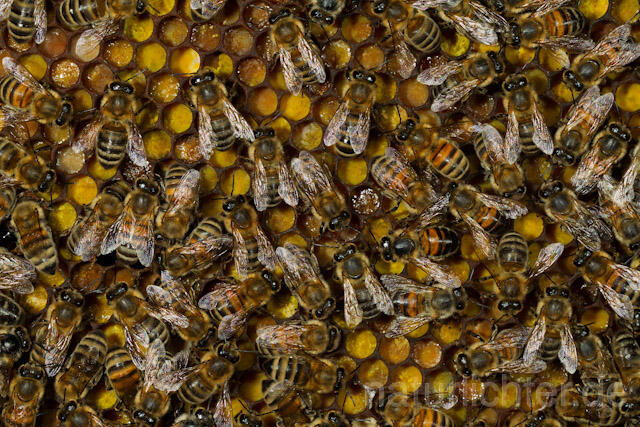 R9618 Westliche Honigbienen auf Wabe, western honey bee at Honeycomb - Christoph Robiller