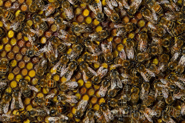 R9619 Westliche Honigbienen auf Wabe, western honey bee at Honeycomb - Christoph Robiller