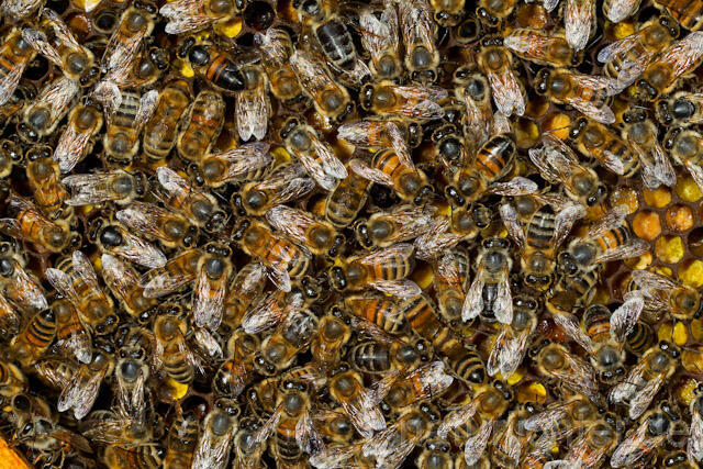 R9620 Westliche Honigbienen auf Wabe, western honey bee at Honeycomb - Christoph Robiller