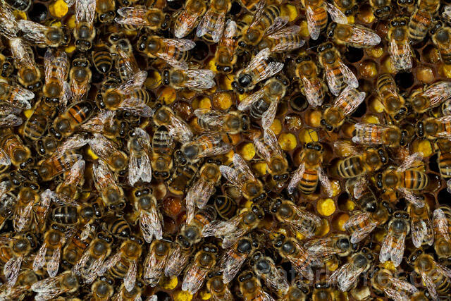 R9621 Westliche Honigbienen auf Wabe, western honey bee at Honeycomb - Christoph Robiller