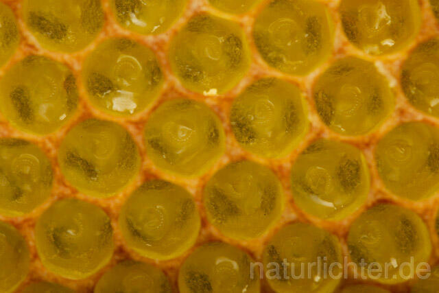 R9622 Bienenwabe mit Larven, Honeycomb with larva - Christoph Robiller
