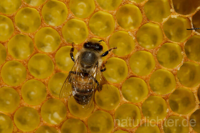R9623 Westliche Honigbiene auf Wabe, western honey bee at Honeycomb - Christoph Robiller