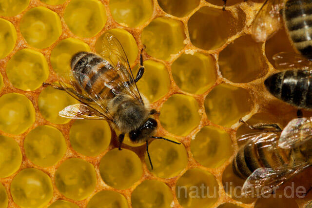 R9624 Westliche Honigbiene auf Wabe, western honey bee at Honeycomb - Christoph Robiller