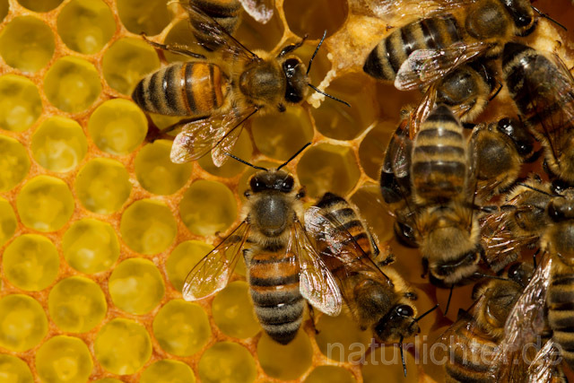 R9625 Westliche Honigbiene auf Wabe, western honey bee at Honeycomb - Christoph Robiller