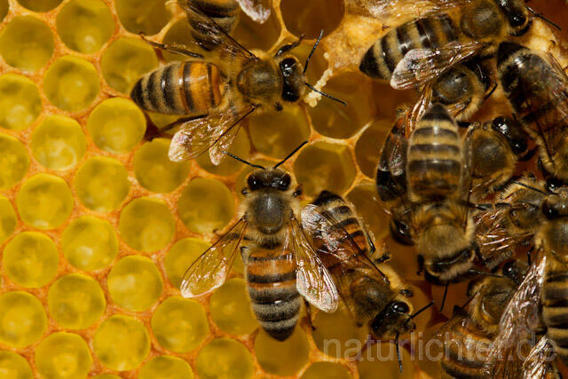 R9625 Westliche Honigbiene auf Wabe, western honey bee at Honeycomb - Christoph Robiller